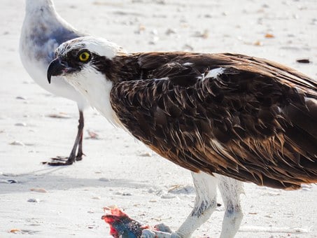 a large osprey bird on the beach estero florida