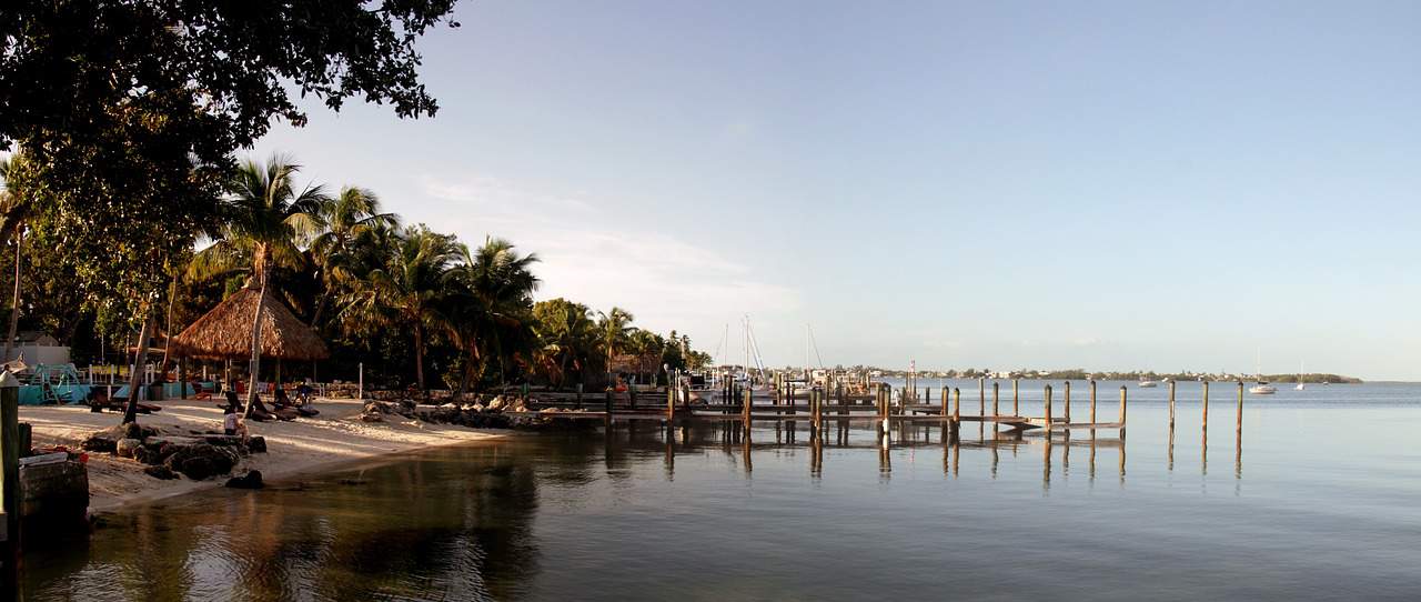 palm trees and pier on water